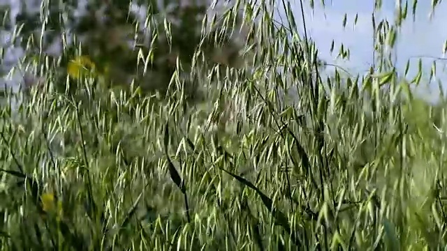 田野上种着绿色的燕麦视频素材