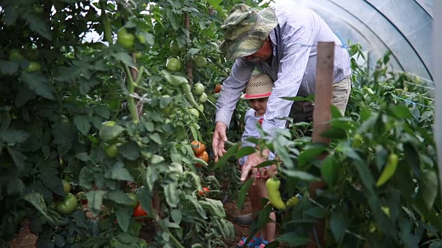 孙女跟祖父学种菜视频素材