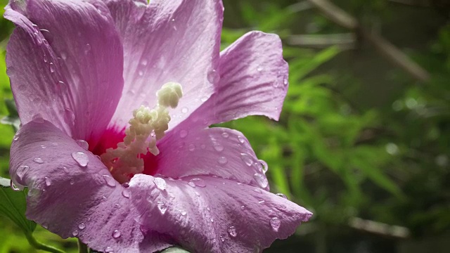 湿粉色的芙蓉视频素材