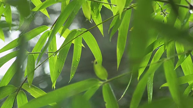 温和的热带雨视频素材