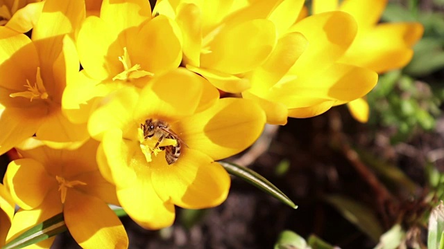 蜜蜂采蜜飞。黄色盛开的番红花在微风中。阳光明媚的一天。视频素材