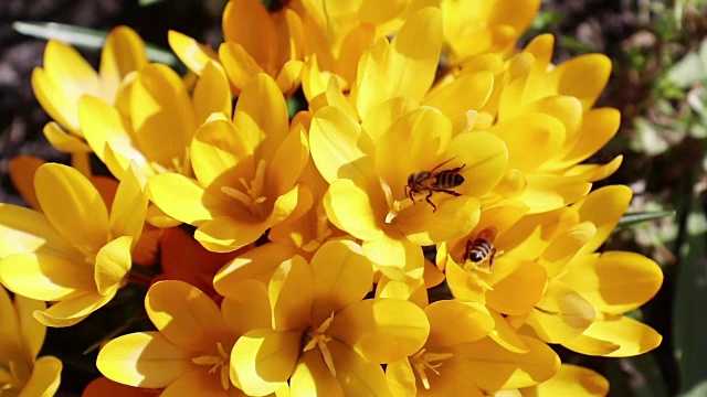 蜜蜂采蜜飞。黄色盛开的番红花在微风中。阳光明媚的一天。视频素材