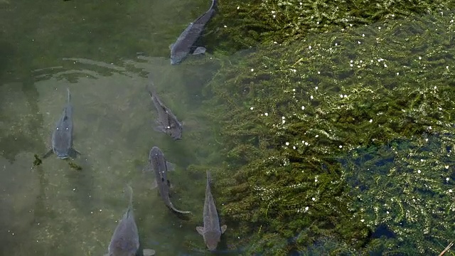 一群鲤鱼鱼在池塘里游，4k视频素材