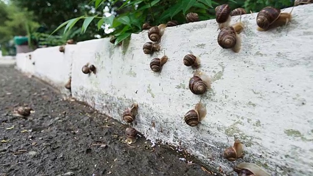 雨后大蜗牛在路边爬行，动作缓慢。视频素材