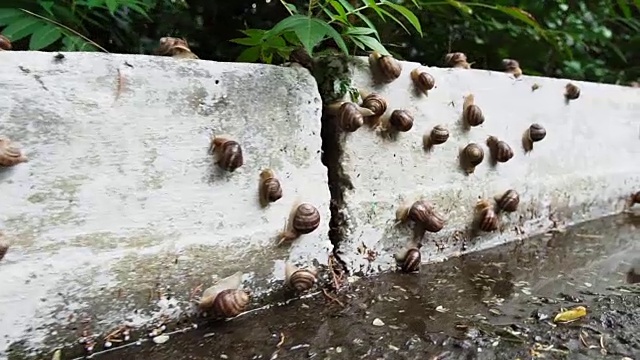 雨后大蜗牛在路边爬行，动作缓慢。视频素材