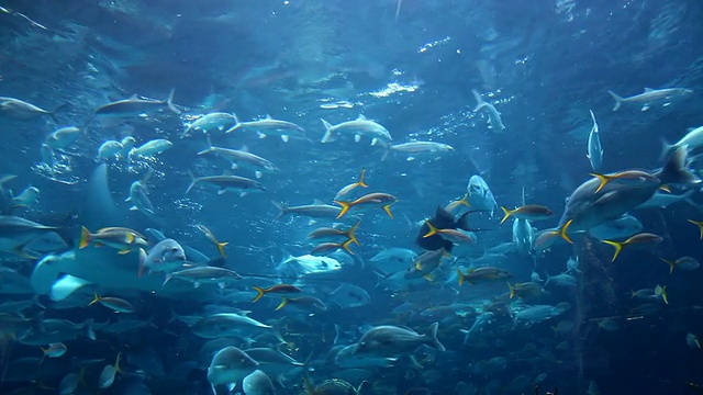 加勒比邮轮005 -水族馆视频素材