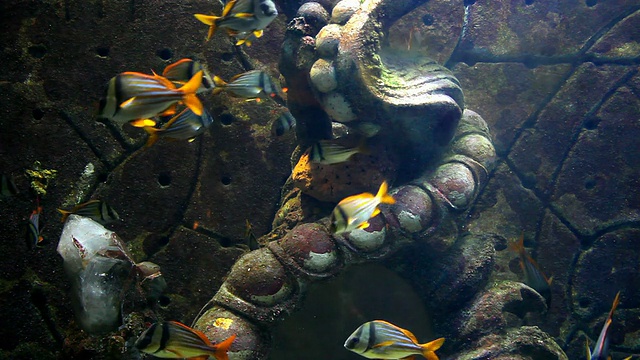 加勒比邮轮006 -水族馆视频素材