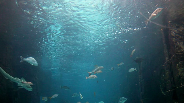 加勒比邮轮008 -水族馆视频素材