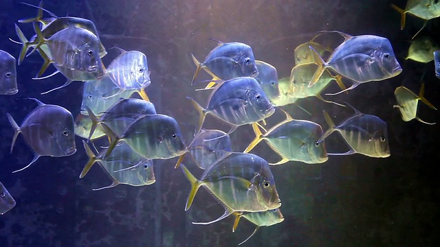 加勒比邮轮013 -水族馆视频素材