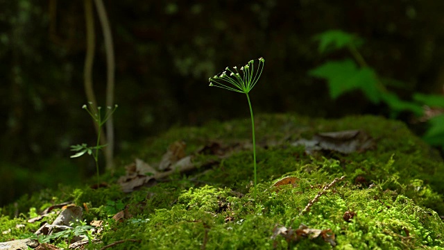 森林里的花视频素材