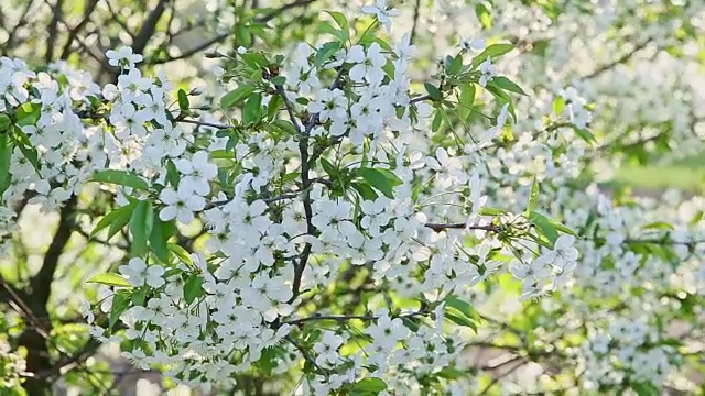 近距离的风摇动白色的开花树在春天的早午餐视频素材