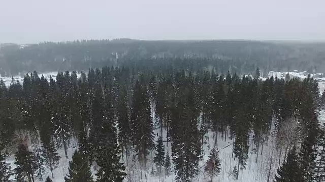 在阴天下大雪的时候飞过冷杉和松树的顶端视频素材