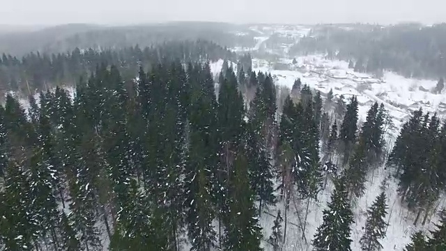 低空飞过冷杉和松树，阴天下大雪视频素材