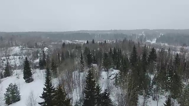 在阴天里，从白雪覆盖的林间空地飞向松树和冷杉。视频素材