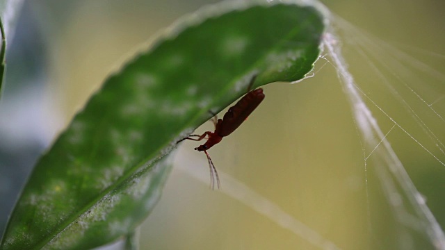 红色昆虫在蜘蛛丝上行走视频素材