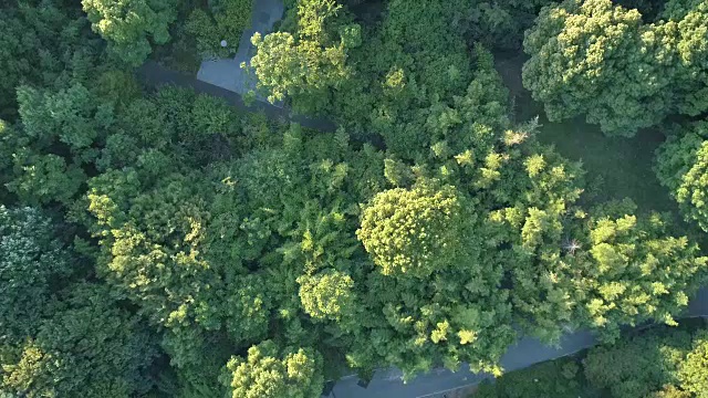 鸟瞰图的森林，公园与跑道跑步视频素材