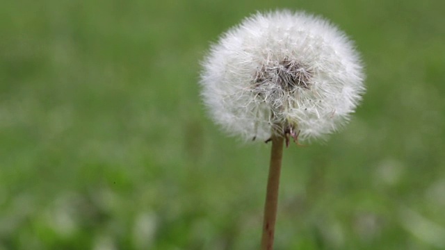 蒲公英的花视频素材