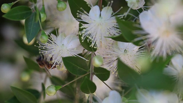 蜜蜂在花中觅食视频素材