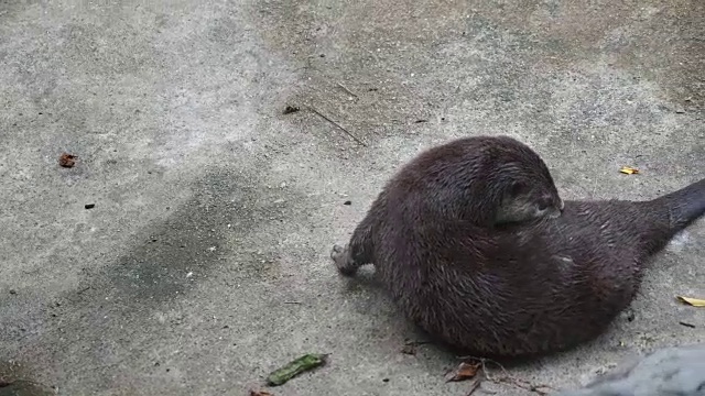 岩石上的海狮俯视图视频素材