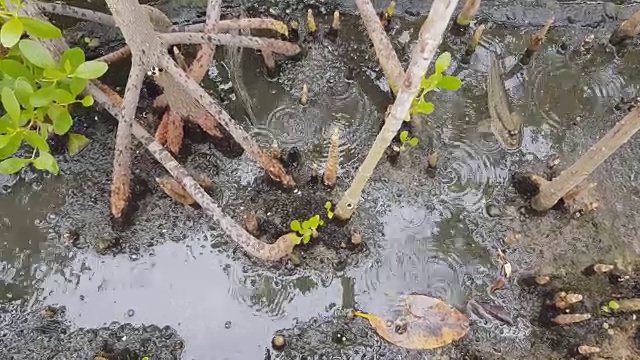 弹涂鱼,普吉岛,泰国视频素材