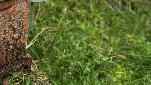 欧洲蜜蜂，apis mellifera，黑蜜蜂去蜂巢，回归的靴子，蜂巢在诺曼底，实时4K视频素材