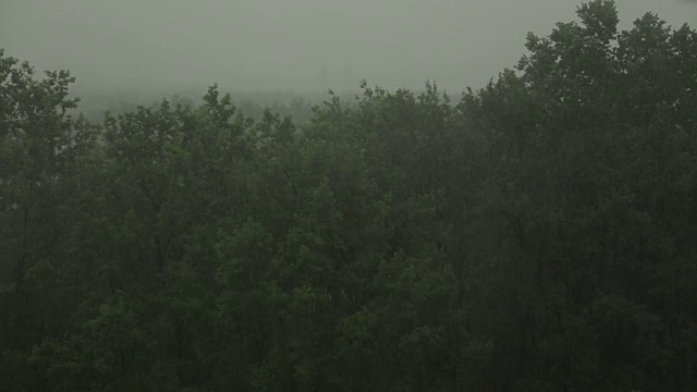 大雨和大风使树木摇晃。飓风。视频素材