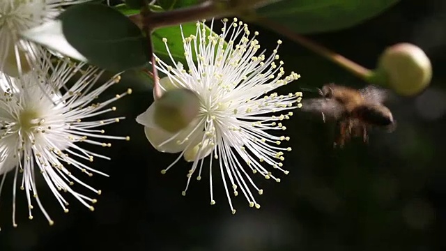 蜜蜂在花中觅食视频素材