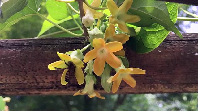 在日光的风下，一只蜜蜂在黄花的花粉中飞行视频下载