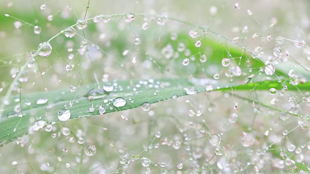 露水滴在树叶上。新鲜的绿草与露珠特写。自然背景。高清镜头。视频素材