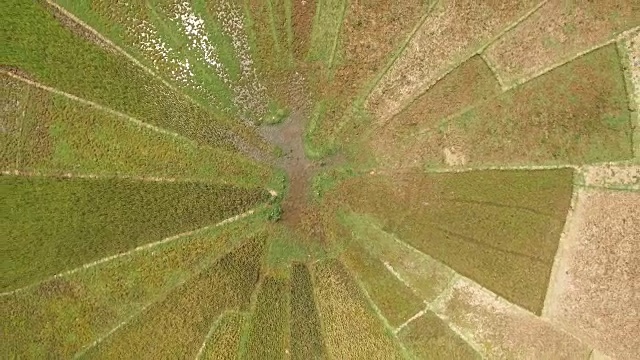 印度尼西亚佛洛雷斯岛Ruteng的蜘蛛网稻田。视频素材