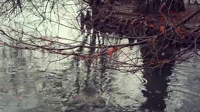 雨在池塘里打转，可爱的鸭子在池塘里游泳视频素材