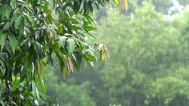 在热带森林里下雨视频素材