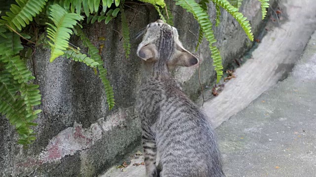 条纹的小猫的猫视频素材