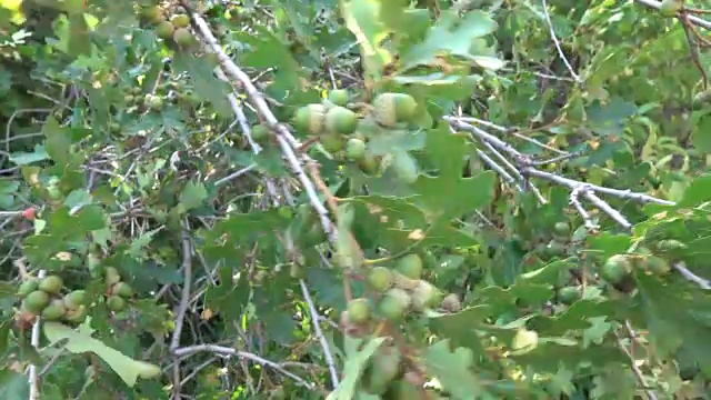 罗克斯伯勒州立公园红石野生梅树喷泉小径科罗拉多落基山脉视频素材