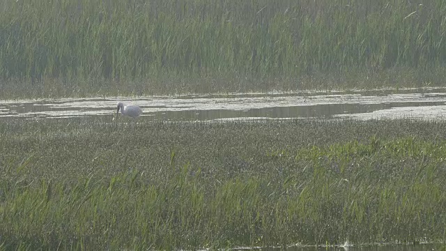 在沼泽中觅食的琵鹭视频素材