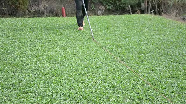 割绿草。收获用于商业销售的草皮或草皮视频素材