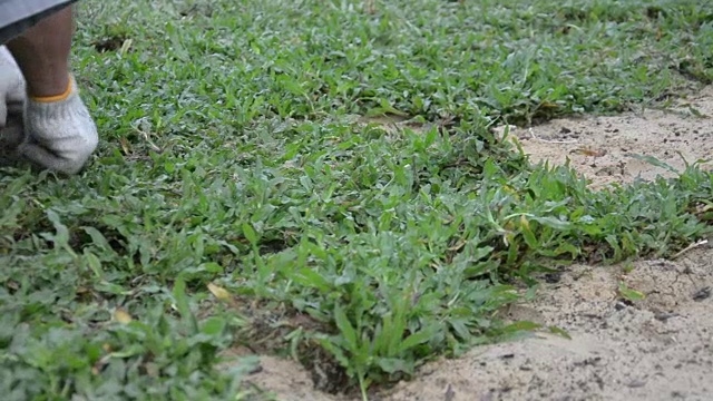 地面种植草皮，安装天然草皮视频素材