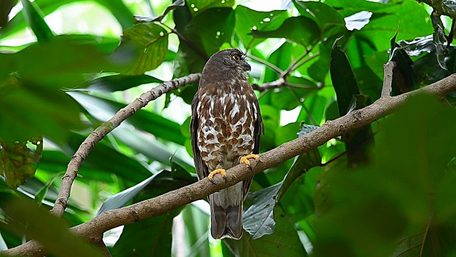 褐鹰猫头鹰栖息在自然界的树上视频下载