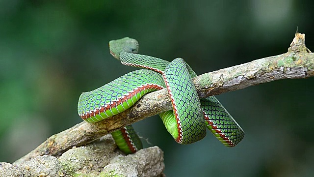 波普的绿色Pitviper蛇视频下载