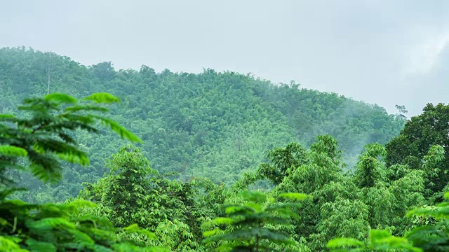 雾在早上在雨林山脉上滚动，时间流逝视频视频素材