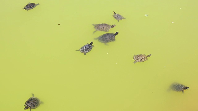 一群乌龟在池塘里游泳视频素材