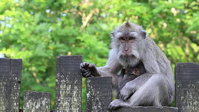 印度尼西亚巴厘岛乌布的猴子家庭视频素材