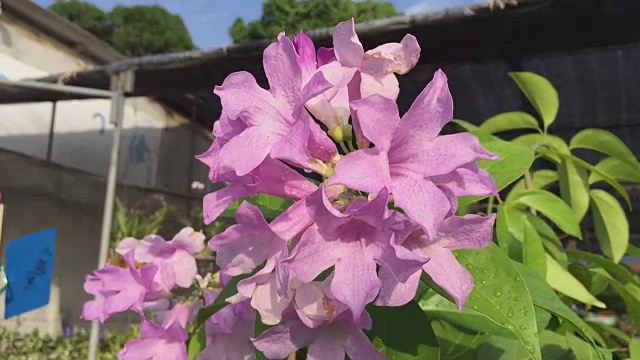 花园里的蒜藤花视频素材