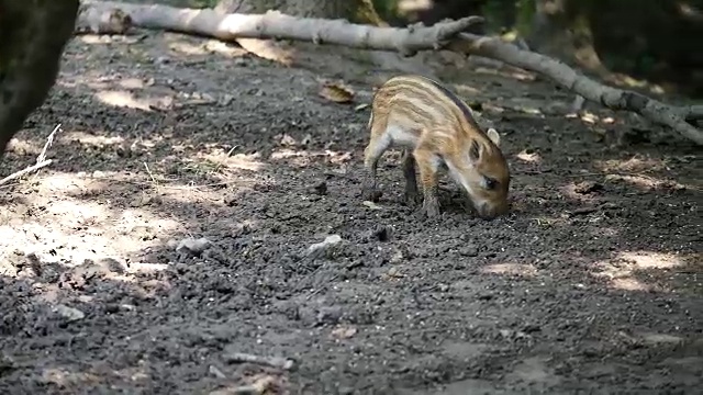 寻找食物的小野猪视频素材