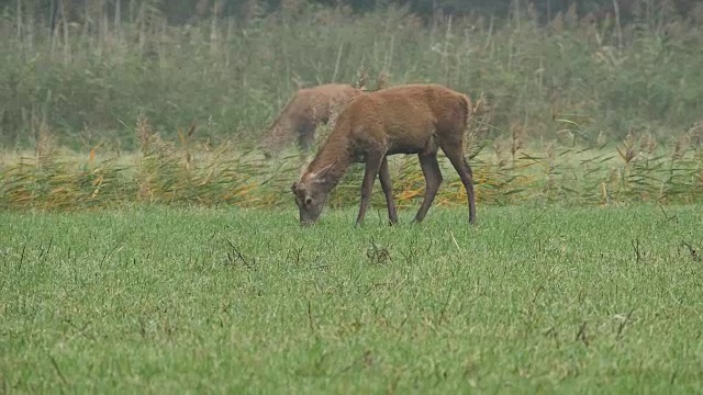 野马鹿视频素材