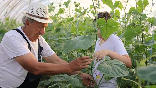 男孩与祖父园艺。学习种植蔬菜的艺术视频素材