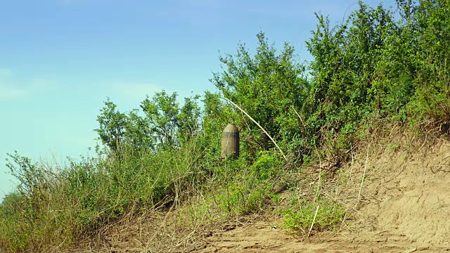 用竹条劈开制成的圆柱形捕鱼器，在河岸上用竹棍固定捕鱼视频素材