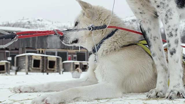 游客在一个著名的挪威雪橇狗小屋视频素材