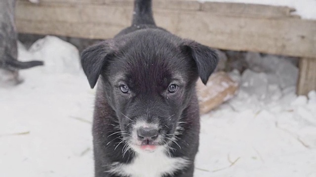 可爱的雪橇犬对着镜头嗅来嗅去，汪汪叫着视频素材