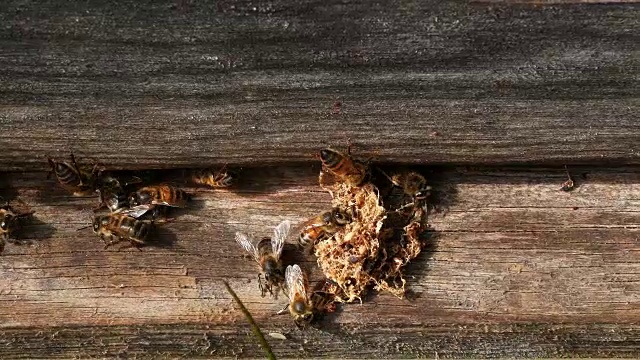 欧洲蜜蜂，意大利蜜蜂，假癣虫的茧被清洁工从蜂巢释放，诺曼底蜂巢，实时4K视频素材